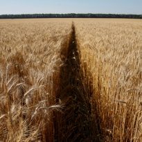 Agri-exports from Ukraine up 2% in Jan-May