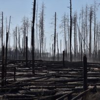 Ukraine's interior minister reports all fires in Chornobyl zone extinguished (Photos)