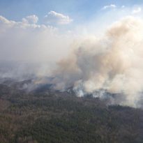 Полиция рассматривает две версии возникновения масштабных пожаров на Житомирщине