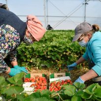Poland sees acute shortage of labor force, mulls charter flights for Ukrainian seasonal workers