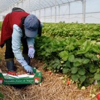 Remittances from labor migrants to Ukraine amount to $16 bln – World Bank