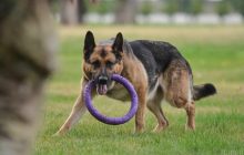 Meme turning into reality: Debtors' pet dogs put up for auction sale