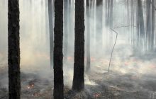 "Людське варварство з присмаком попелу": з'явилося відео масштабної пожежі в Чорнобильській зоні