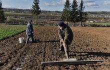 Знімає стрес і зміцнює імунітет: Комаровський розказав про користь садівництва