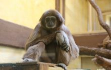 Mangoes off menu for lonely primates, as Ukraine zoo struggles in lockdown – media