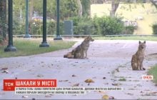 Ночная охота: в парке в Тель-Авиве заметили стаю шакалов (видео)