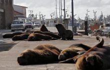 В Аргентине на улицы пустого города вышли морские львы (фоторепортаж)