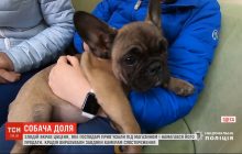 В Одесі злодій вкрав цуценя, яке господарі прив'язали під магазином (відео)