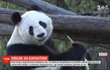 Невдале кохання: панди з віденського зоопарку не змогли продовжити рід під час карантину (відео)