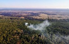 Мінекології розробить державну стратегію управління лісами на 15 років
