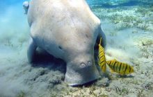 Через відсутність туристів рідкісні морські корови повернулися на узбережжя Таїланду (відео)