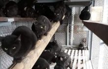Во Вьетнаме едят черных котов, потому что верят, что они лечат от COVID-19 (фото 18+)