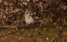 Sunlight, heat weaken coronavirus, U.S. official says – media
