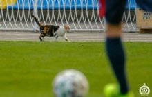 Несколько раз выбегала на поле: кошка стала главной героиней матча чемпионата Беларуси (видео)