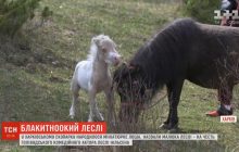 В экопарке Харькова родился миниатюрный жеребенок (видео)