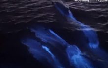 Фотограф заснял уникальный танец светящихся дельфинов (видео)