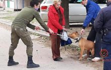 У Дніпрі пес бійцівської породи напав на дитину та покусав поліцейського (фото)