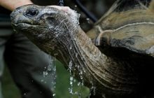 Чи можуть черепахи повністю ховати голову в панцир і для чого він їм потрібен: відповідь не проста