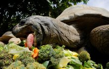 Учені провели експеримент і зробили несподіване відкриття про емоції черепах