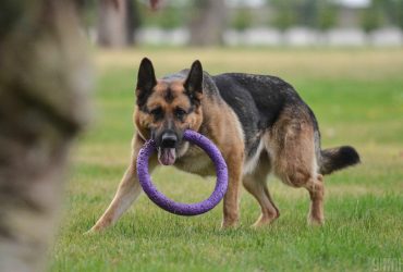 Танцюють та вчаться рахувати: як у Межигір’ї готують собак для військовослужбовців