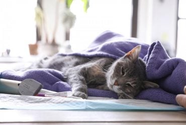 Як зрозуміти, чи є глисти у кота: симптоми і методи боротьби