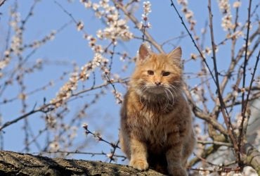 Как кошка указывает на присутствие негатива в доме: обращайте внимание