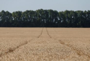 Розкрито масштаб вкрадених російськими військами пшениці та овочів з Херсонської області