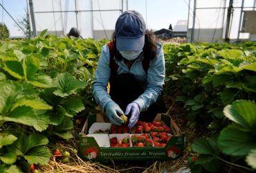 Война в Украине ударила по британским фермерам - Bloomberg