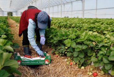 В Финляндии ожидают тысячи украинцев для сбора клубники - СМИ