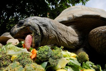 Ученые провели эксперимент и сделали неожиданное открытие об эмоциях черепах