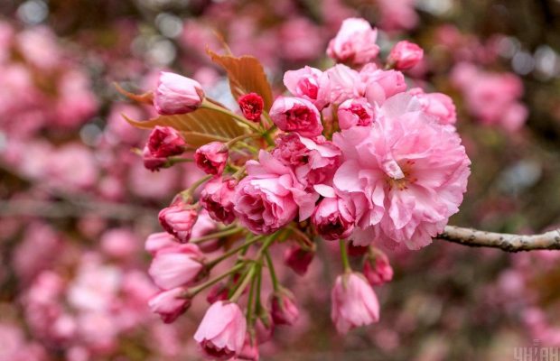 Красота на карантине: в Ужгороде зацвели первые сакуры (фоторепортаж)