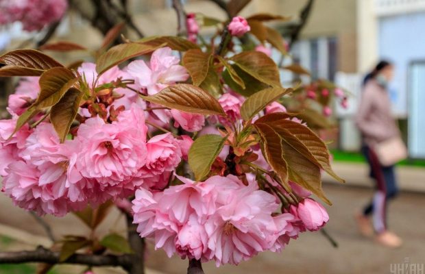 Комбуча, сакуры и забег в конопле: что в военное время предлагает туристическое Закарпатье
