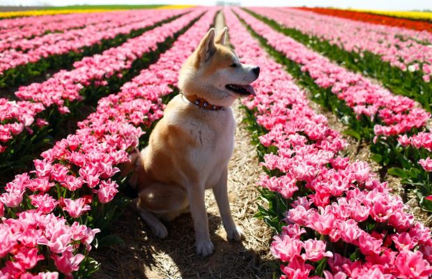 На западе Германии гигантские тюльпановые поля привлекают посетителей, несмотря на карантин (фоторепортаж)