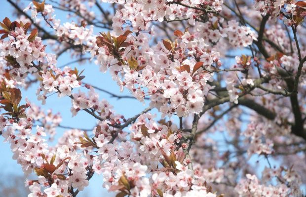 1 травня 2020 - яке сьогодні свято, прикмети і іменинники, що сьогодні не можна робити