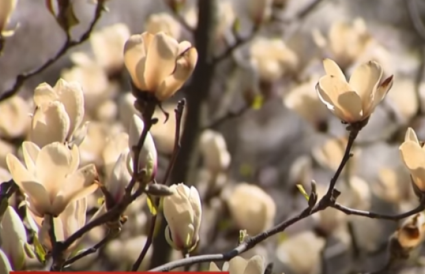 Природа на карантине: в Украине без людей отцветают экзотические магнолии (видео)