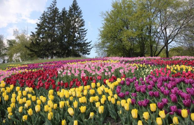 Праздник цветов на карантине: отмененная юбилейная выставка тюльпанов на Певческом поле (фоторепортаж)