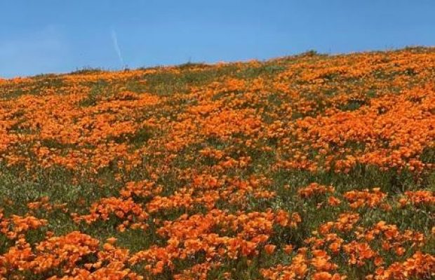 Знаменитые маковые поля в Калифорнии отдыхают от туристов благодаря карантину (фото, видео)