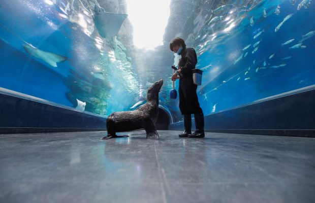 В океанариуме Токио животные гуляют в зонах для посетителей и готовятся к онлайн-шоу (фоторепортаж)