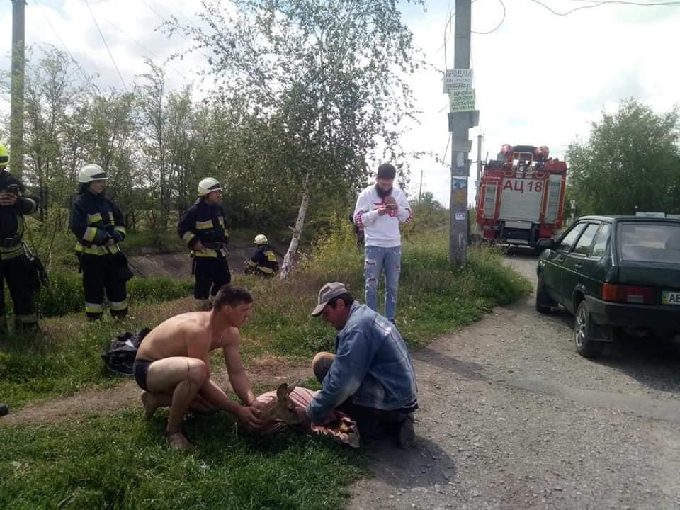Оленя врятували небайдужі люди / Фото: ДСНС Оленя врятували небайдужі люди / Фото: ДСНС