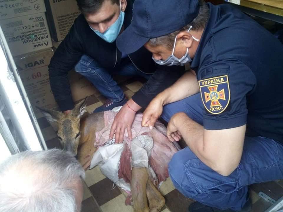 Тварина сильно травмувалася під час падіння / Фото: ДСНС Тварина сильно травмувалася під час падіння / Фото: ДСНС