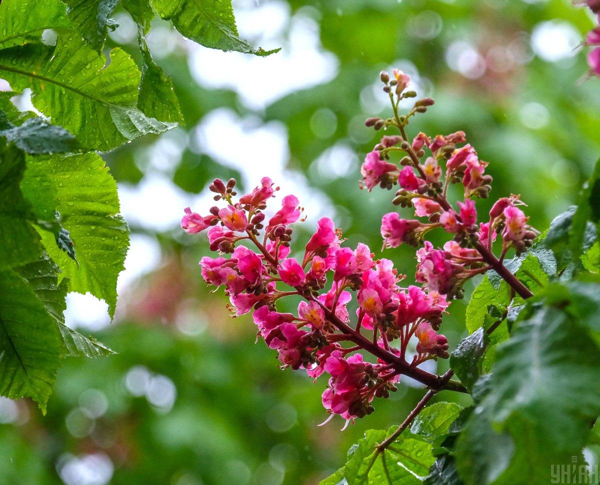 8 мая в Киеве будет много солнца, но тепла оно не добавит / Фото УНИАН 8 мая в Киеве будет много солнца, но тепла оно не добавит / Фото УНИАН