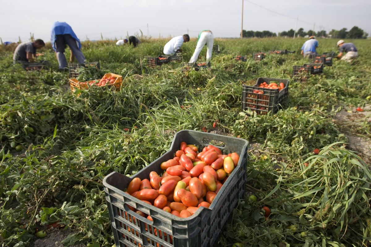 В Україні є продовольство / фото REUTERS