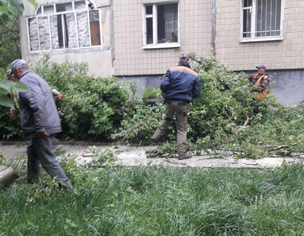 Сильний вітер повалив дерева у Львові / city-adm.lviv.ua Сильний вітер повалив дерева у Львові / city-adm.lviv.ua