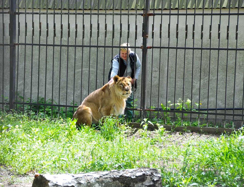 Сейчас львица Яна живет по-царски / фото Facebook Приют для диких животных