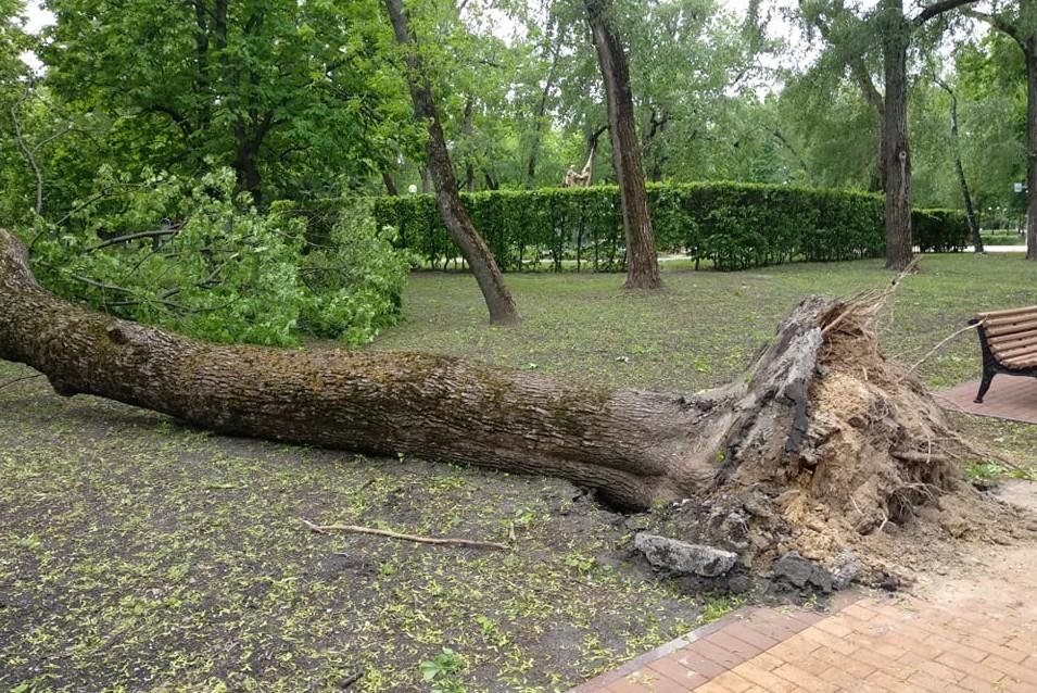 Падение дерева на автомобиль