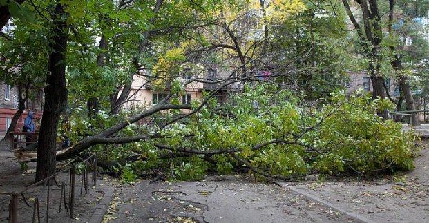 В Харькове сильный ветер повалил десятки деревьев / city.kharkov.ua В Харькове сильный ветер повалил десятки деревьев / city.kharkov.ua