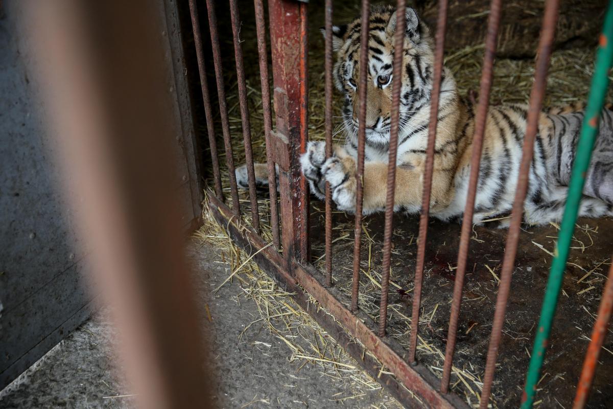 Тигров нашли на территории полузаброшенной резиденции одного из столичных бизнесменов / Фото УНИАН