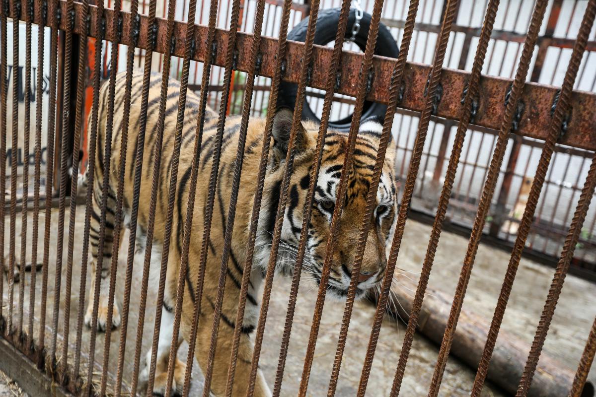 Всего в приюте находятся четыре тигра / Фото УНИАН