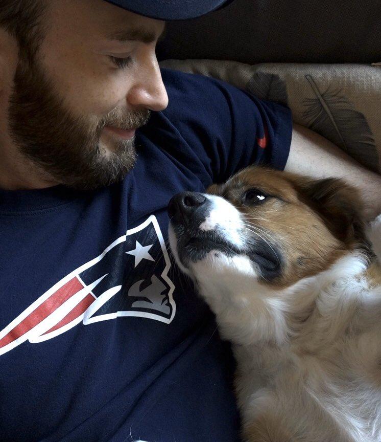 Эванс регулярно делится фотографиями своего песика /Фото Twitter @ChrisEvans Эванс регулярно делится фотографиями своего песика /Фото Twitter @ChrisEvans