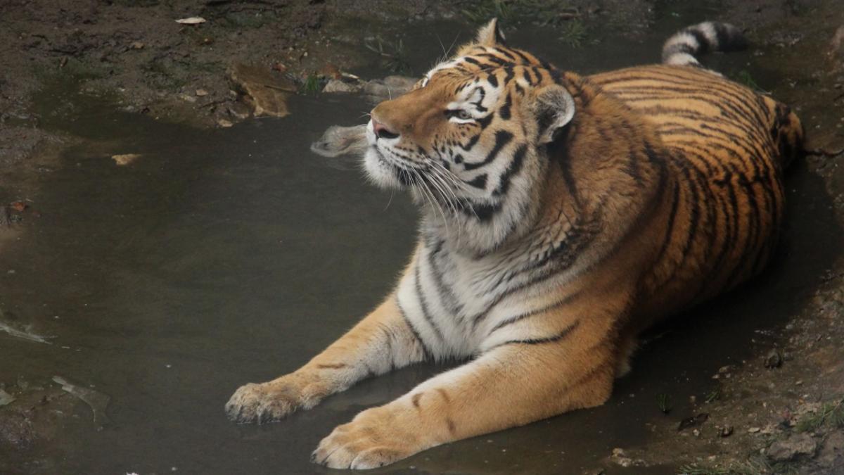 Сейчас этот котенок весит более 170 кг / facebook.com/zookharkov Сейчас этот котенок весит более 170 кг / facebook.com/zookharkov